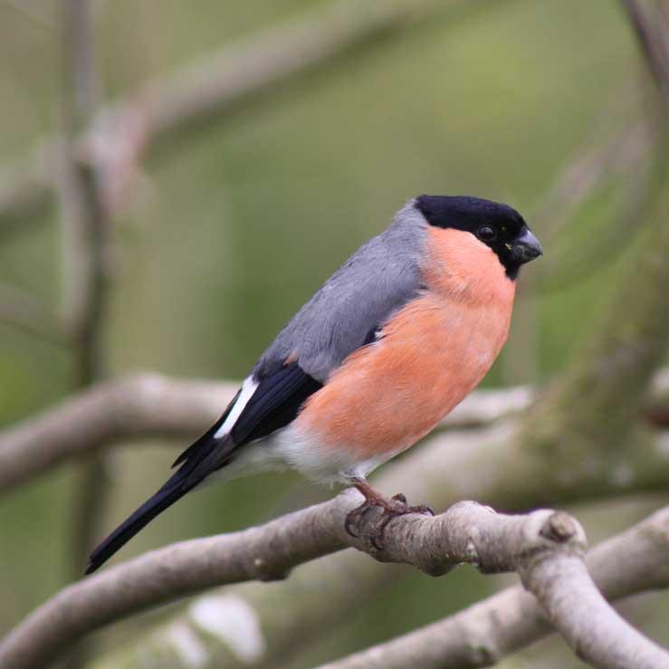 Bulfinch (Pyrhula pyrrhula)