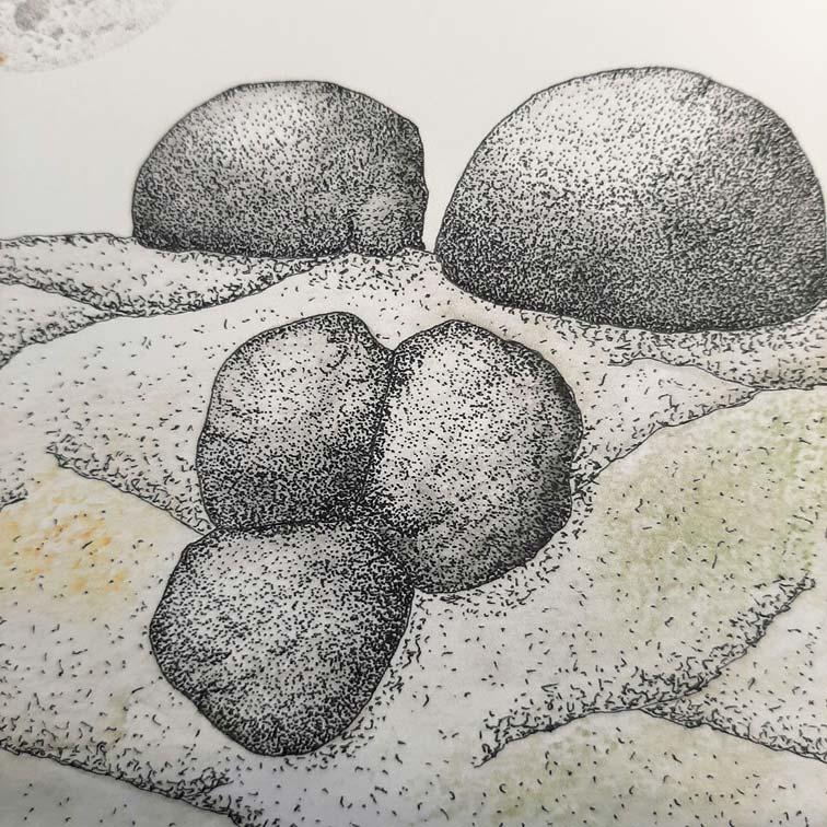 King Alfred's Cake (Daldinia concentrica)