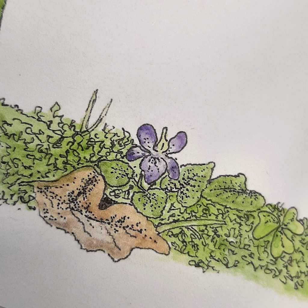 Common Dog Violet