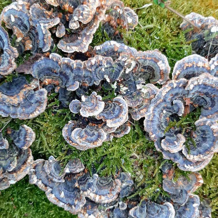 Turkey tail fungus (Trametes versicolour)