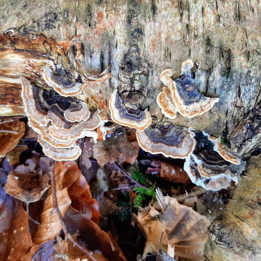 Turkey Tail Turkeytail (Trametes versicolour)