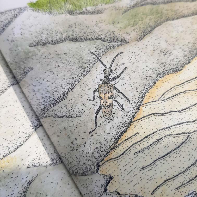 Black-spotted Longhorn Beetle (Rhagium mordax)