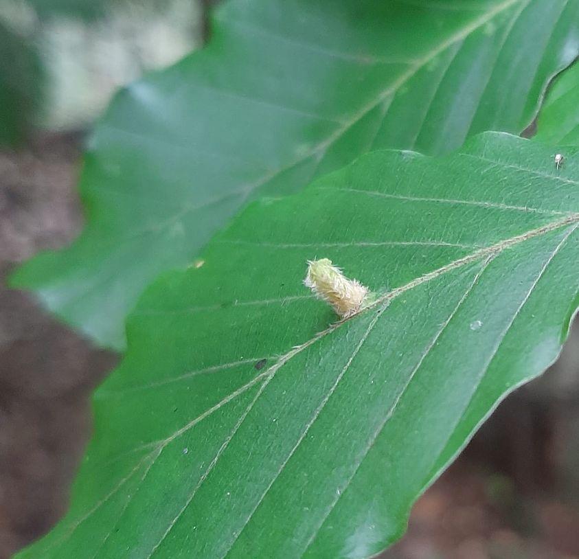 Hairy beech gall