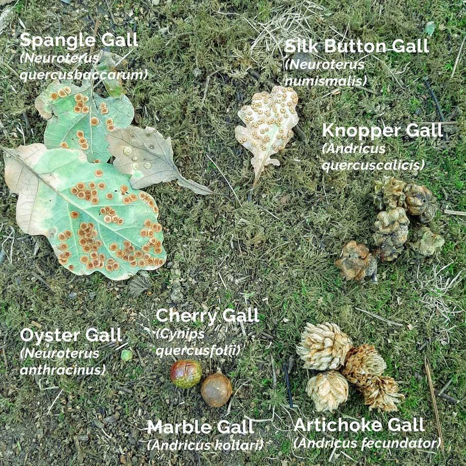 Oak Gall Wasps...and other galls