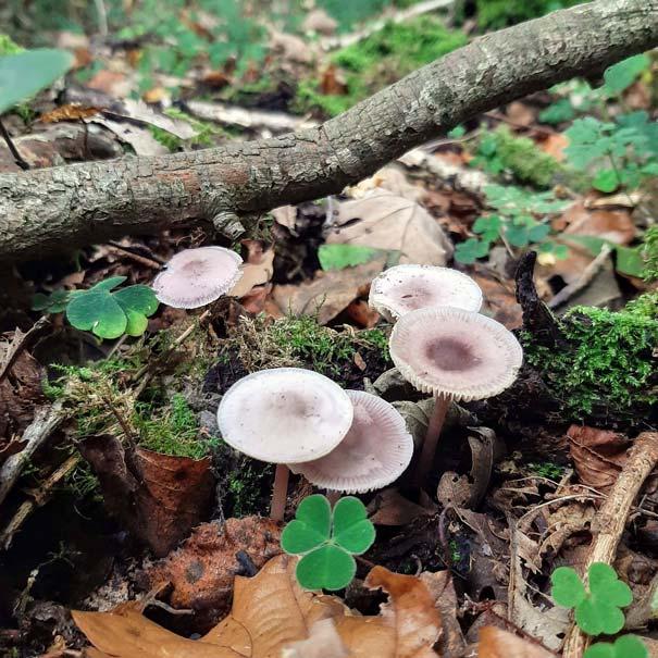 Lilac Bonnet (Mycena pura)