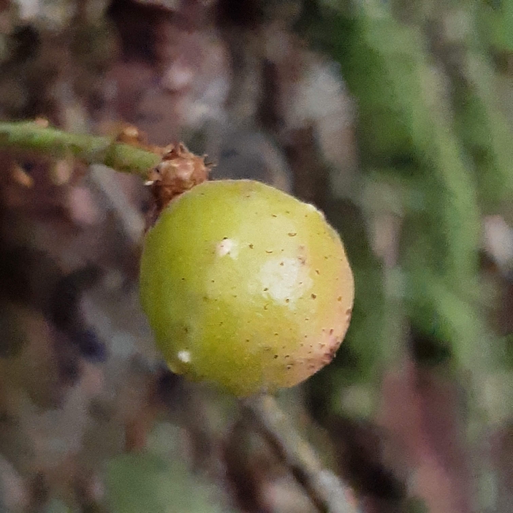 Oak Apple gall