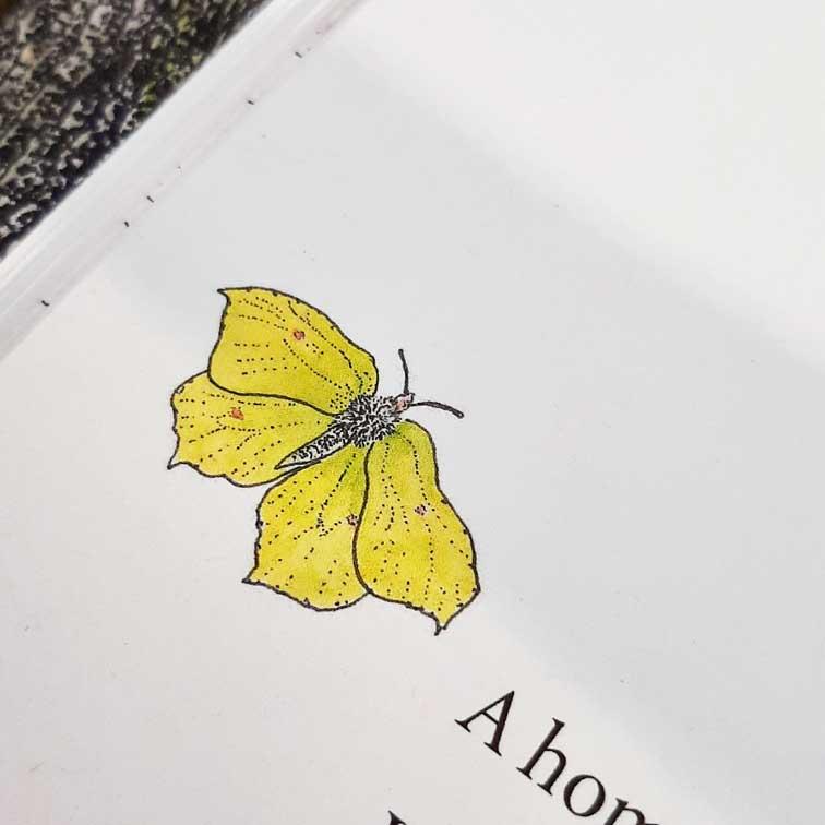 Brimstone Butterfly (Gonepteryx rhamni)