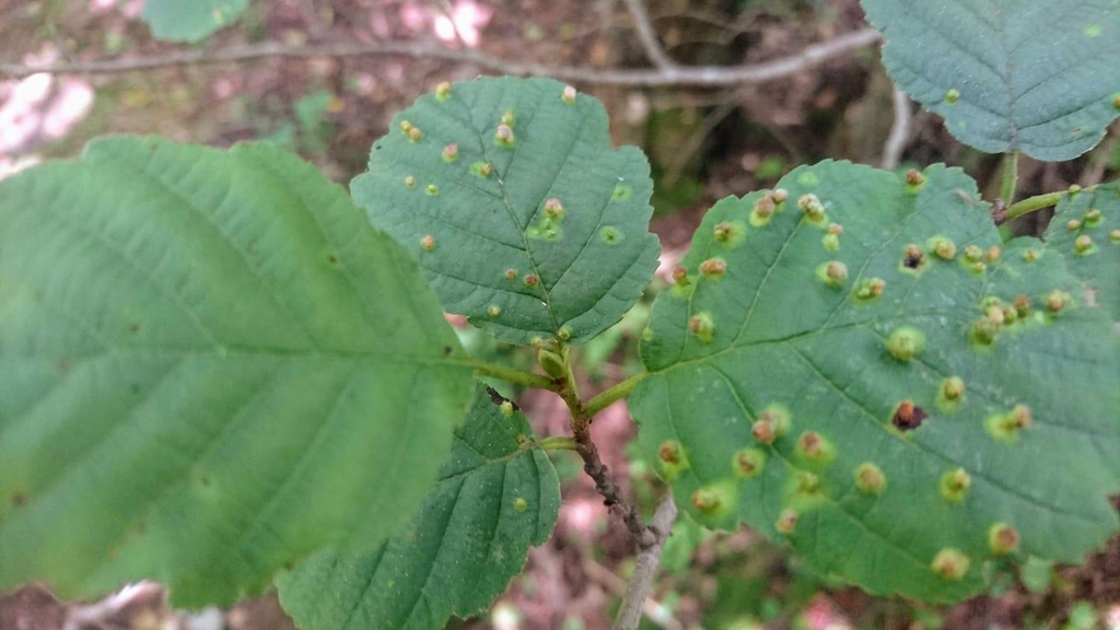 Alder gall mites