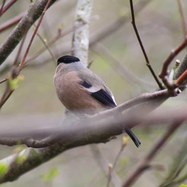 Female Bullfinch