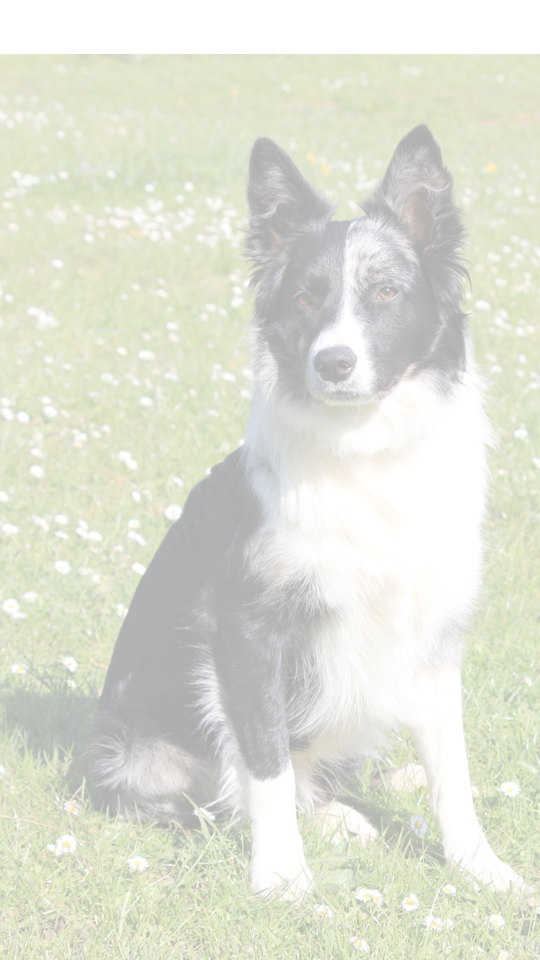 Tibou &Co - Accessoires canins