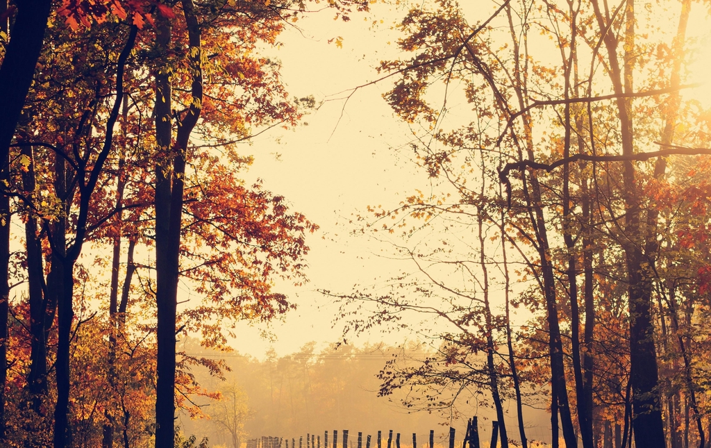 Autumn Fragrances / Scents