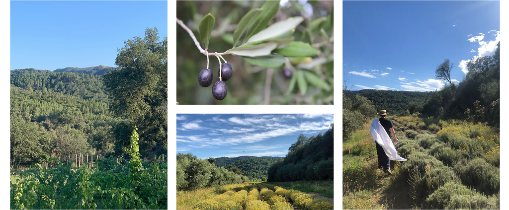 Des produits Bio, locaux et artisanaux 
Le Domaine de Théolier vous offre la possibilité d'acheter en ligne ou en vente directe ses produits, élaborés avec passion à La Garde-Freinet dans le Var, au coeur de la Provence.
