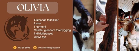 Animal physiotherapy courses and laser therapy 