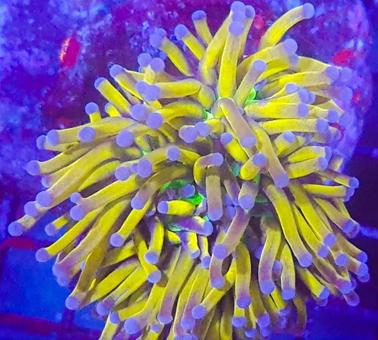 WYSIWYG LPS Korallen