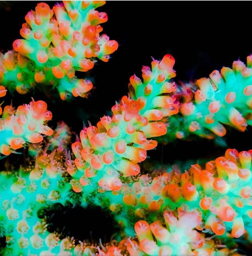 WYSIWYG SPS Korallen