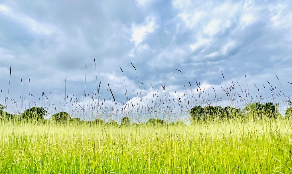 Lumière filtrée – Promenade en forêt