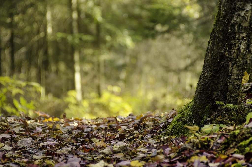 banner_image