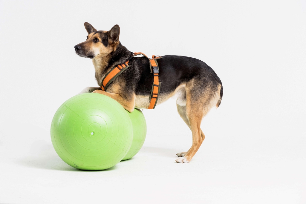 Videos und Webinare zum Thema Hundegesundheit