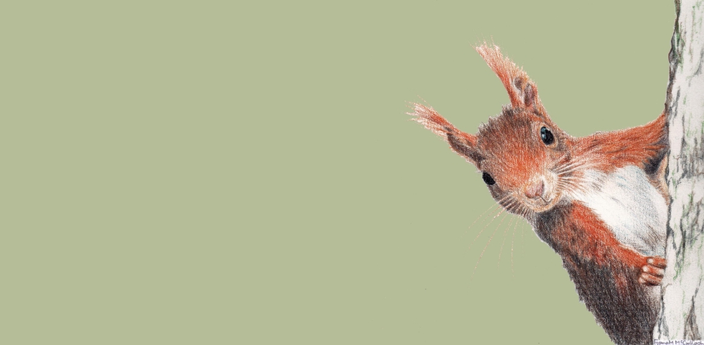 Red squirrel drawn with crayons