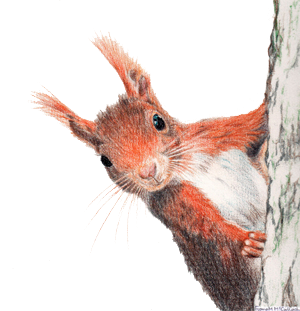 FM Wildart wildlife artist Alloa Clackmannanshire