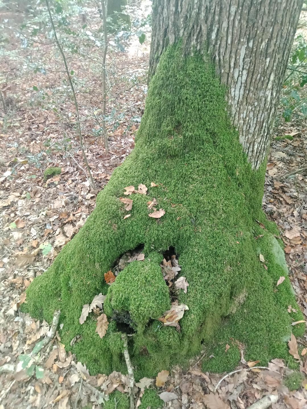 Retrouvez-ici toutes les actualités de Mon Etincelle Divine, les prochains ateliers bien-être nature, énergétique et spirituel, et les stages randonnées spiritu'elles à venir !