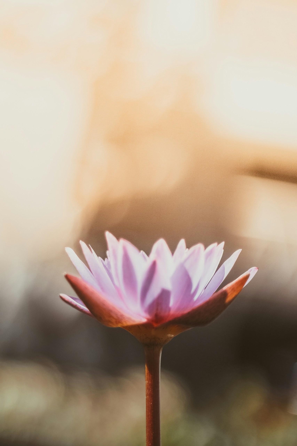 banner_image