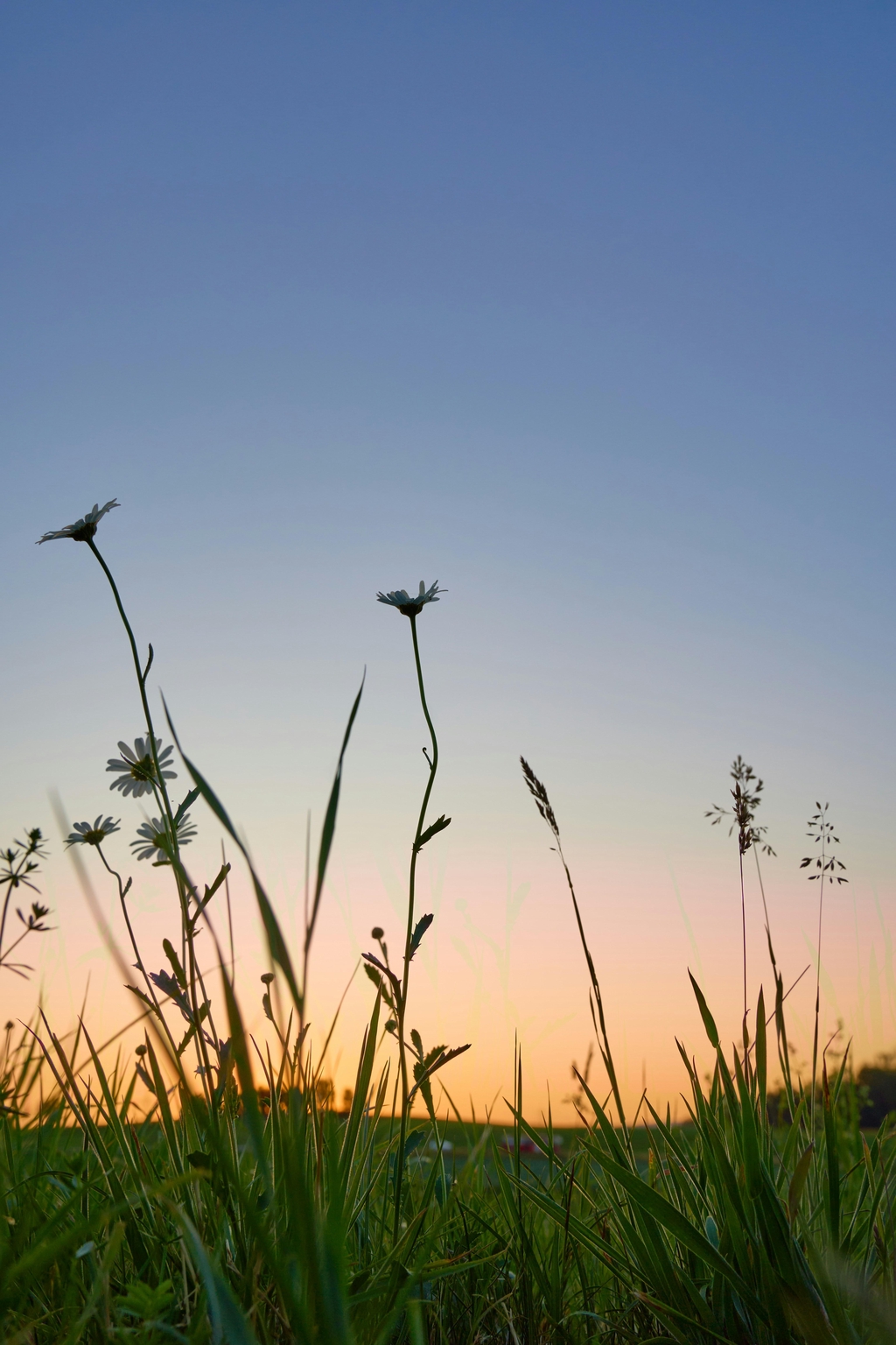 banner_image