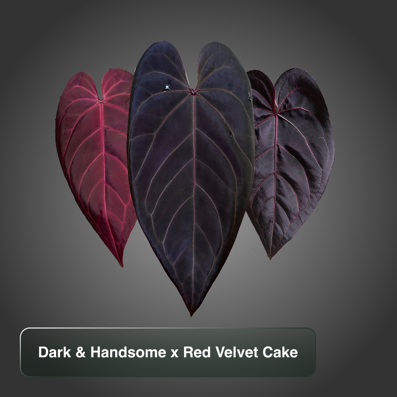 Dark and Handsome x Red Velvet Cake by Docblock