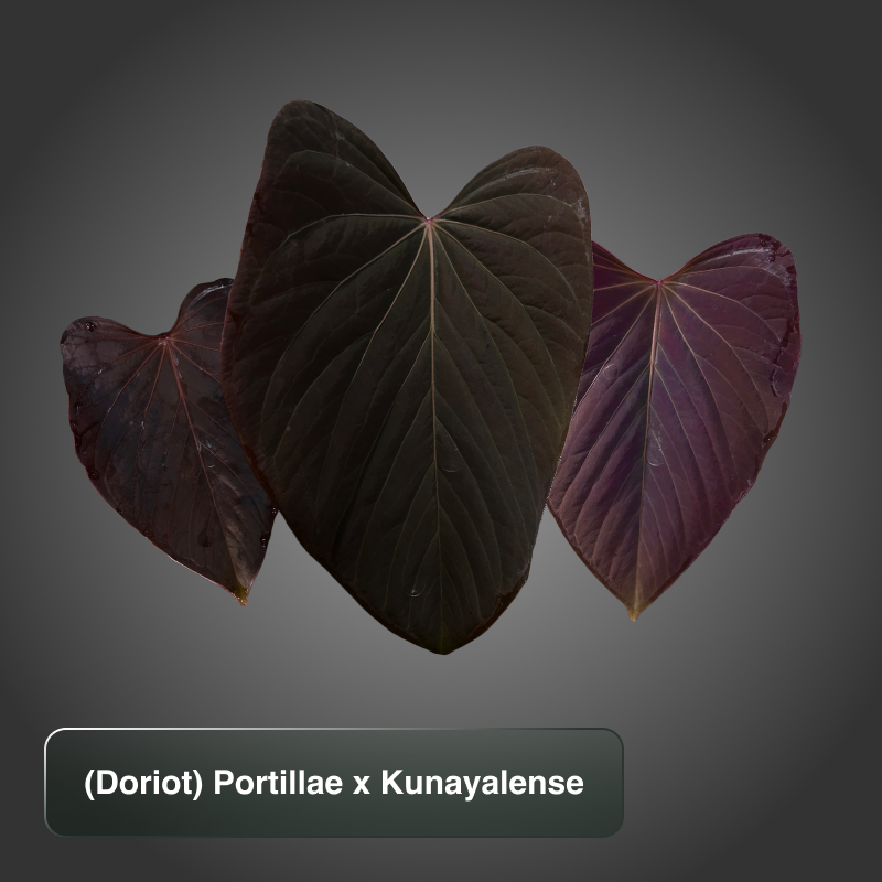 (Dorito) Portillae x Kunayalense