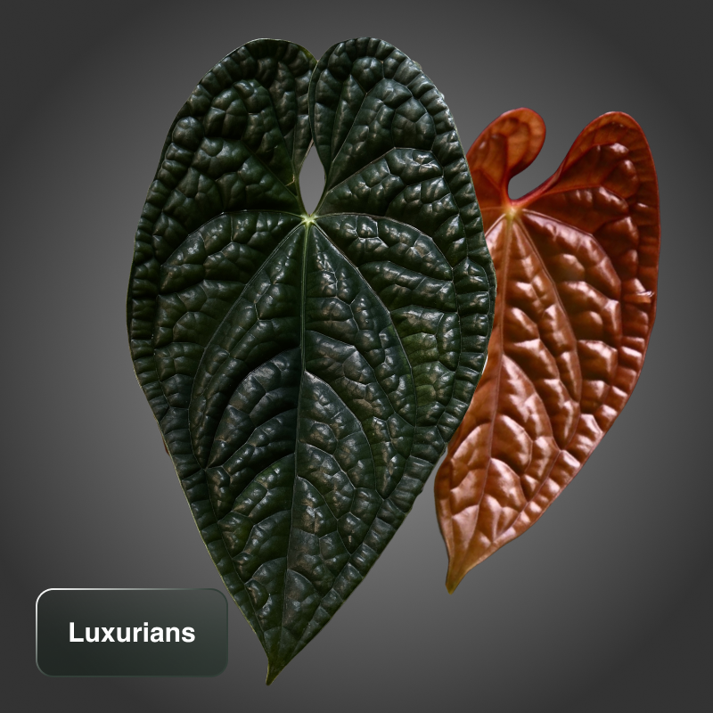 A. Luxurians