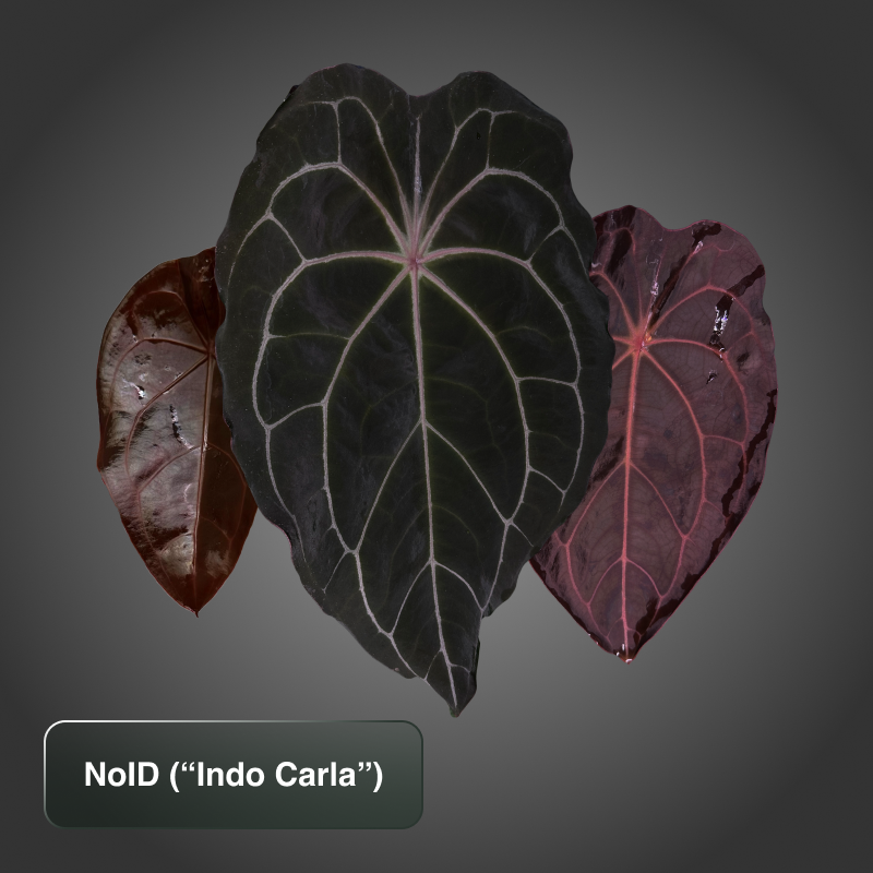 NoID "Indo Carla"