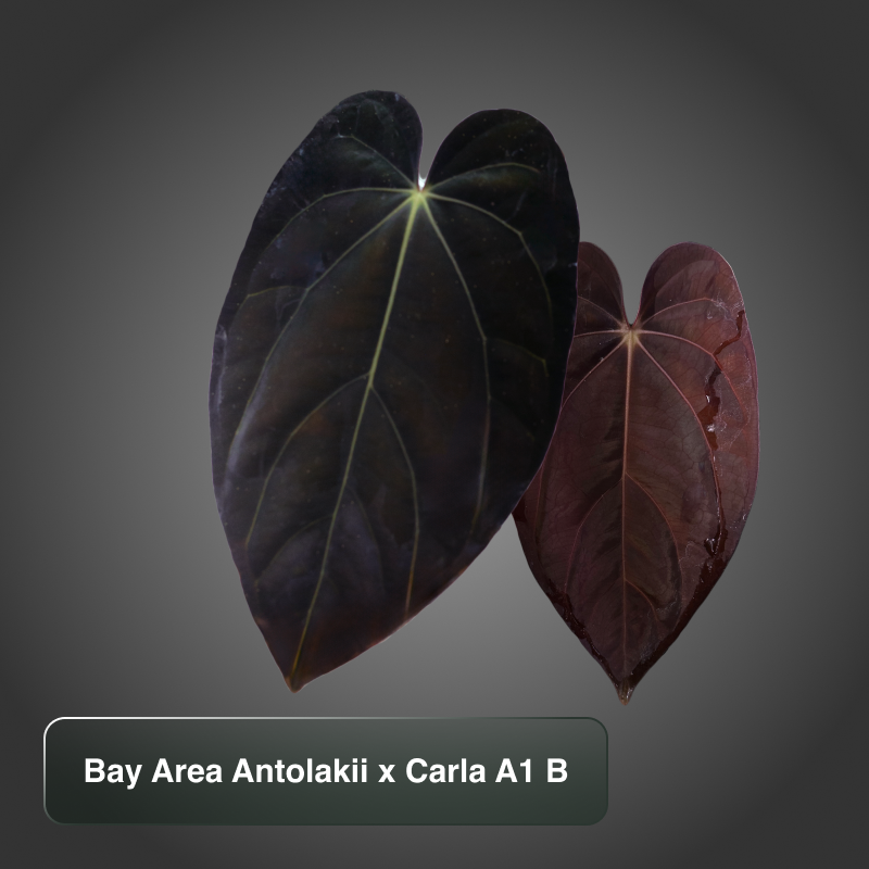 A. Bay Area Antolakii (BVEP) x Carla A1