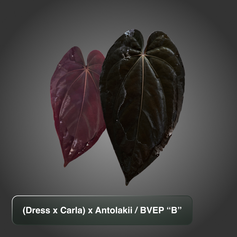Dress Carla x BVEP (Antolakii) B