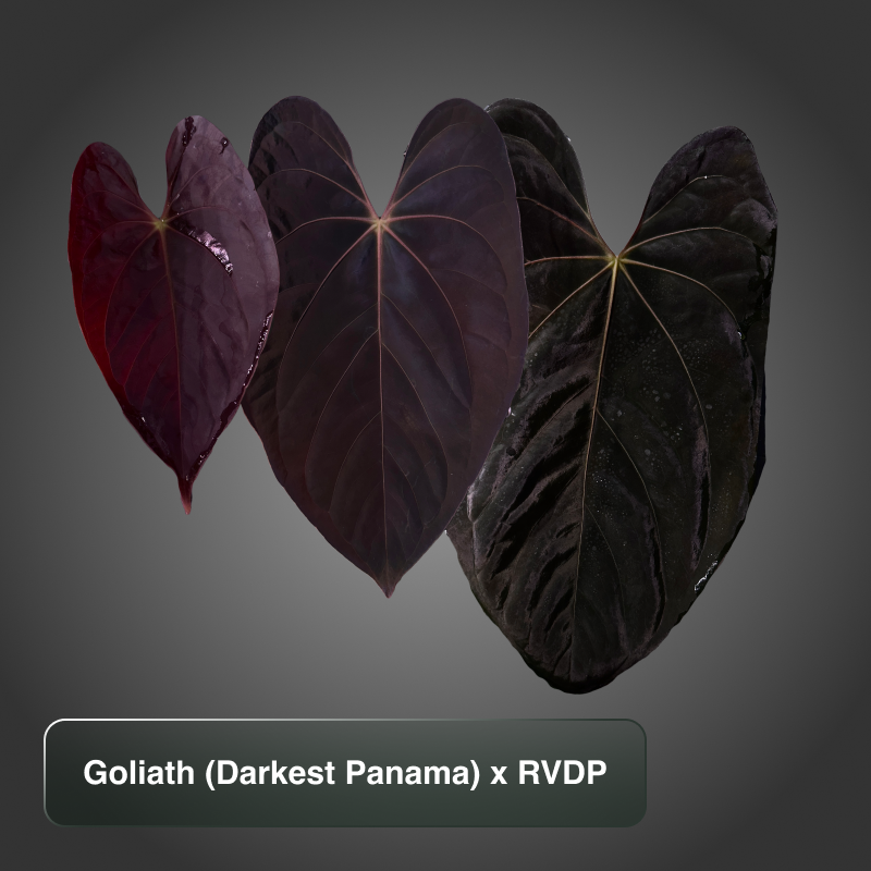 Goliath (Darkest Panama) x Red Vein Dark Phoenix RVDP