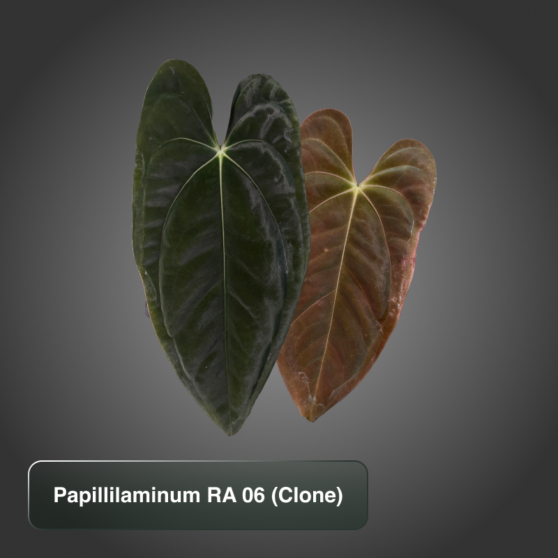 Papillilaminum RA6