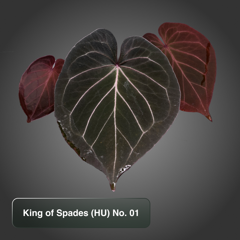 King of Spades HU 01
