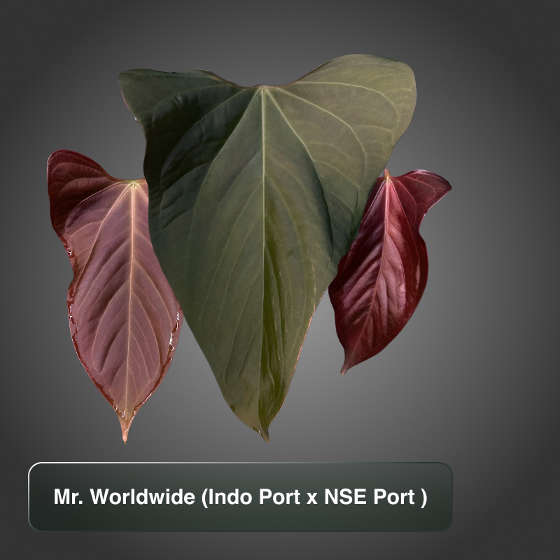 Mr. Worldwide (NSE Port x Indo Port)