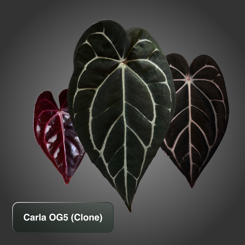 OG5 Clone (Scott Cohen)