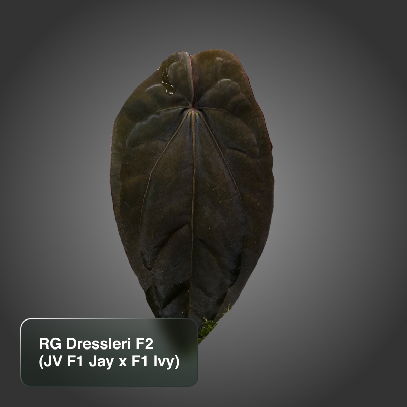 Dressleri F2 (JV Jay x Ivy granthuriums)