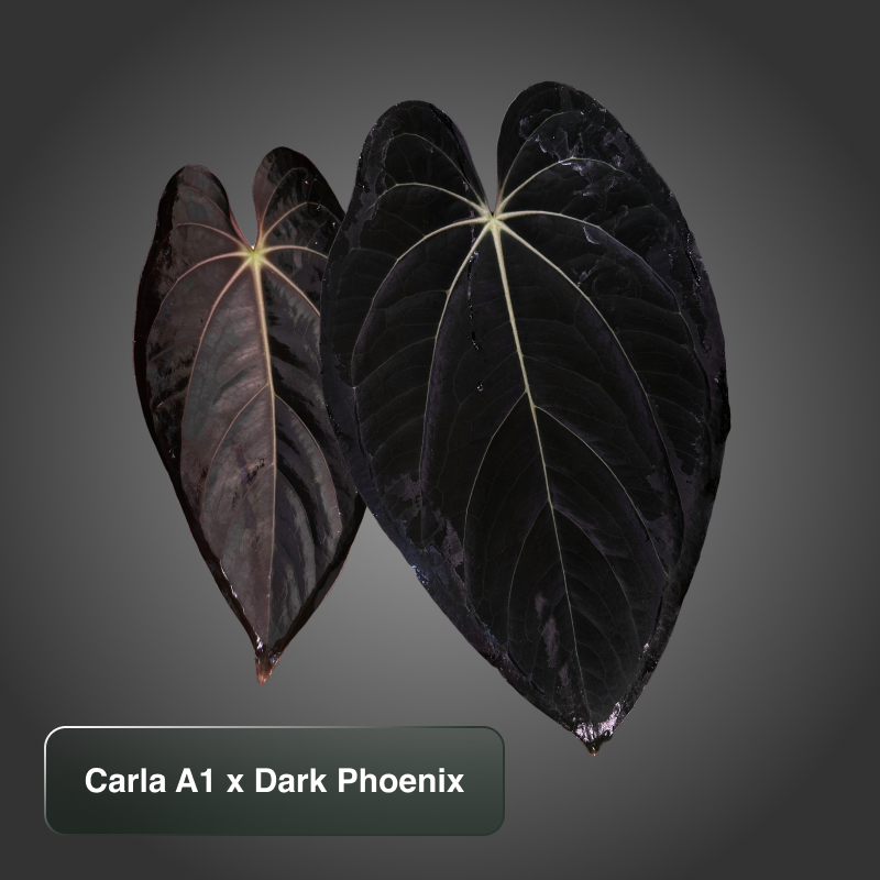 Carla A1 x Dark Phoenix