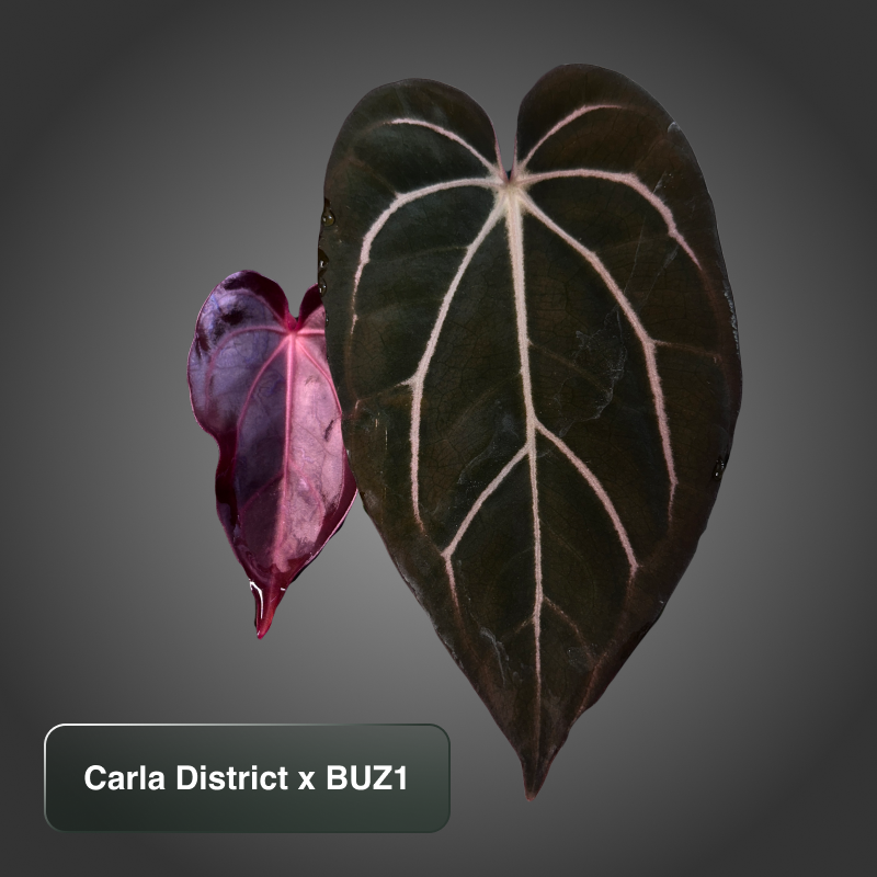 Carla District x BUZ1