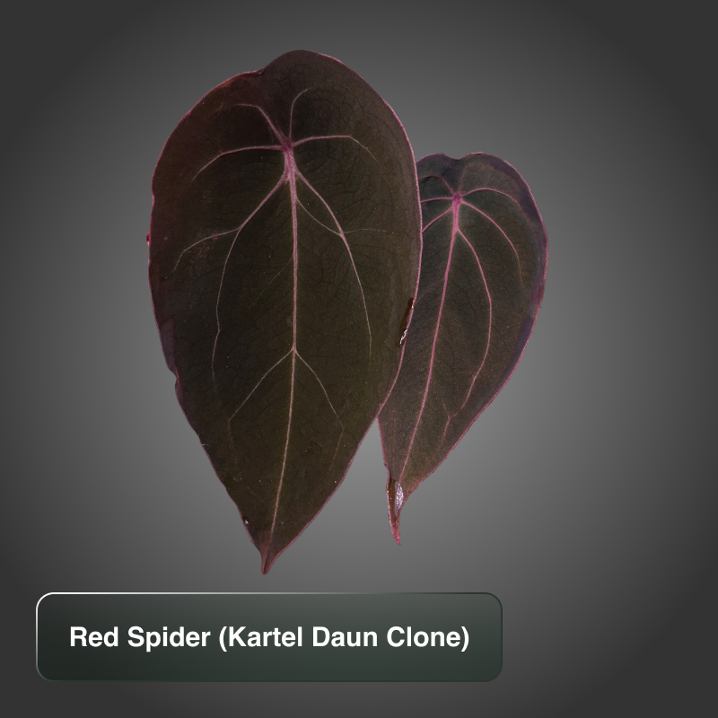 Red Spider Kartel Daun Clone