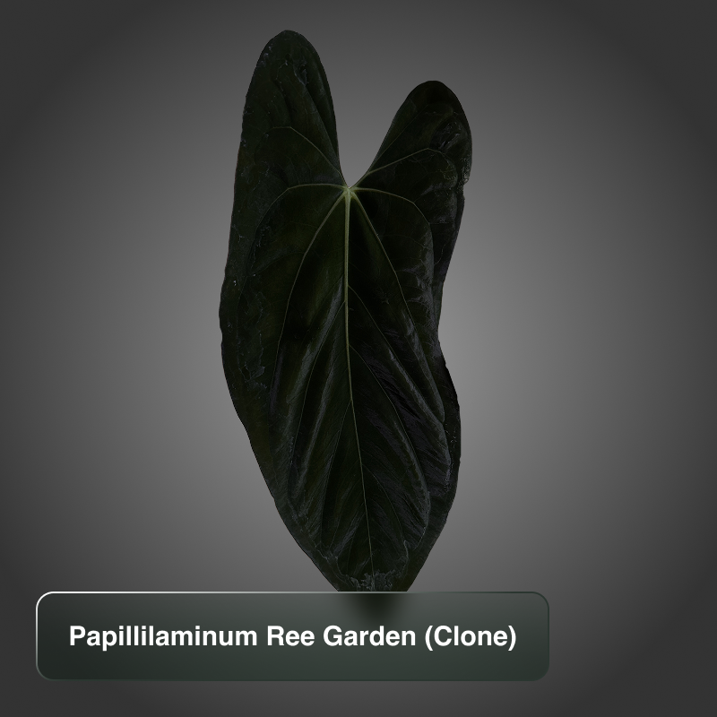 Papillilaminum Ree Gardens Clone