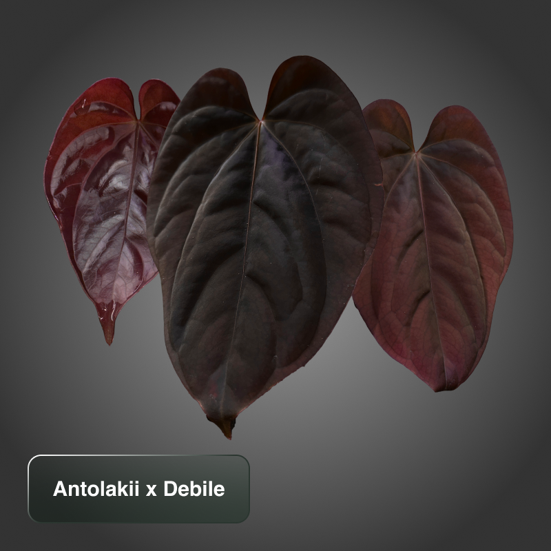 A. Antolakii (BVEP) x Debile