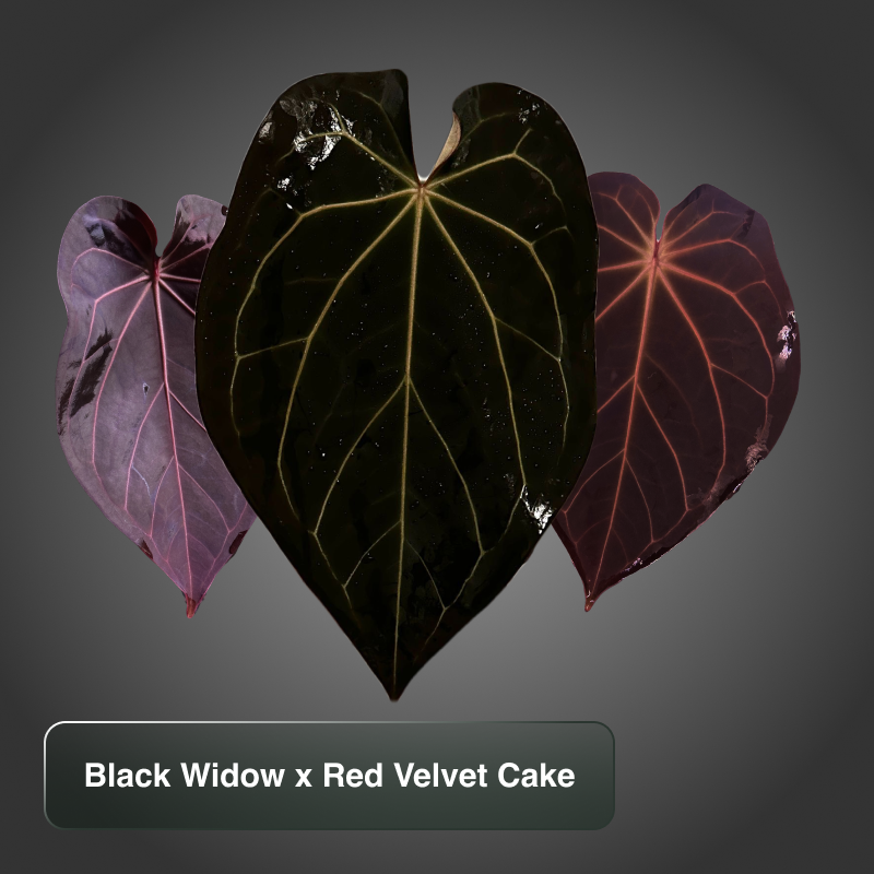 A. Black Widow x Red Velvet Cake (by Docblock)