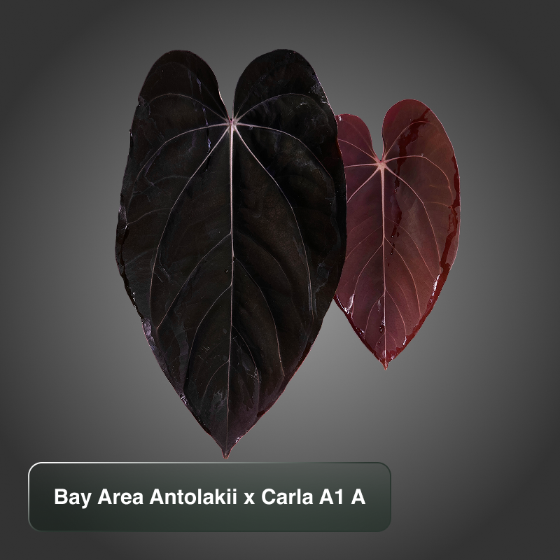 A. Bay Area Antolakii (BVEP) x Carla A1