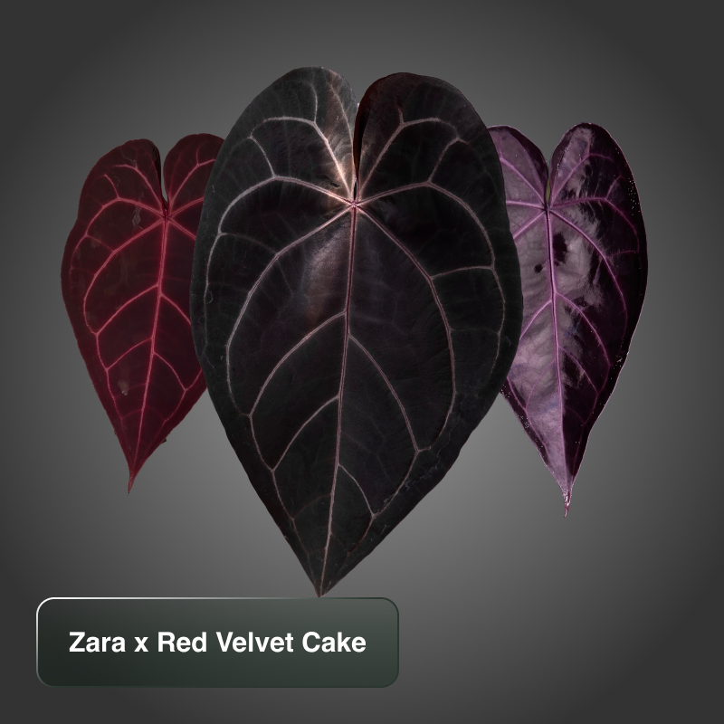 Zara x Red Velvet Cake by Docblock