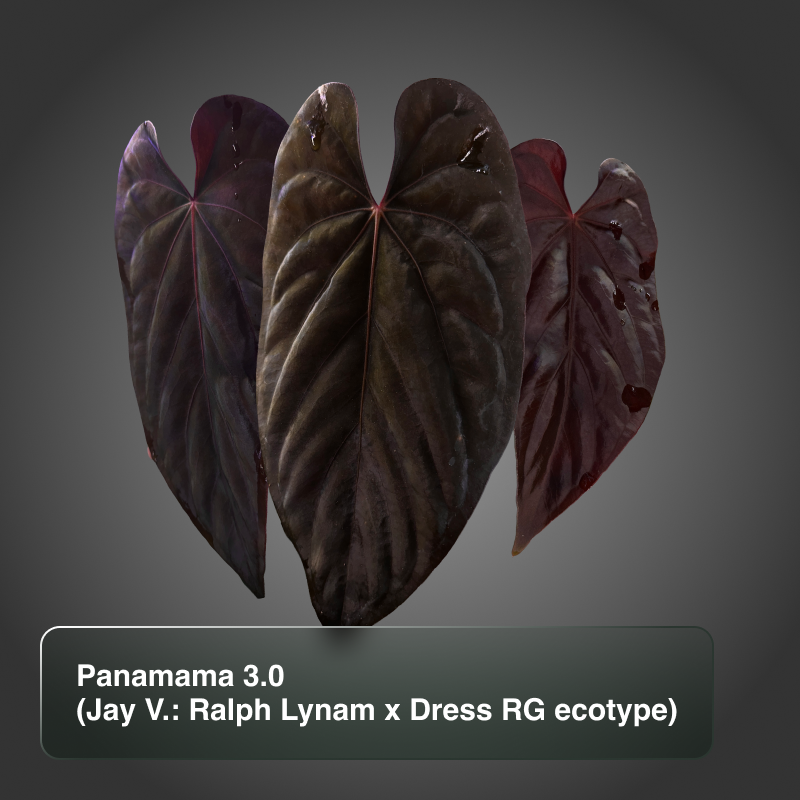 Panamama 3.0 by Jay Vannini