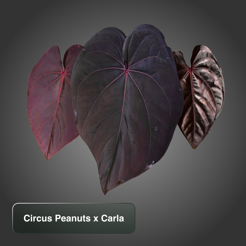 A. Circus Peanuts x Carla 