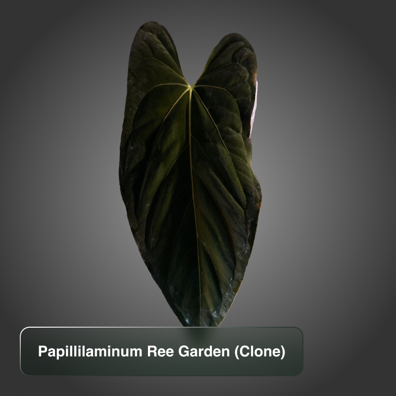 Papillilaminum Ree Gardens Clone